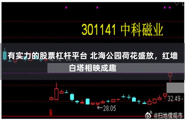 有实力的股票杠杆平台 北海公园荷花盛放，红墙白塔相映成趣